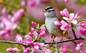 Spring (season) — spring is one of the four temperate seasons. Free Photo Spring Season Bloom Droplets Flower Free Download Jooinn