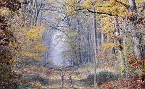 Vadregény 2014 teljes film online magyarul a történet több ismert mese modernizált keveréke, amelyben számos szál fonódik össze a különféle szereplők kívánságainak és kalandjai nyomán. Kaszo Maga A Vadregeny