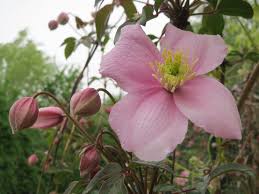 Check spelling or type a new query. Berg Waldrebe Tetrarose Clematis Montana Tetrarose Gunstig Online Kaufen