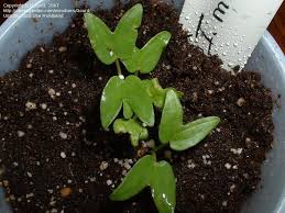 Image result for Ipomoea marginata