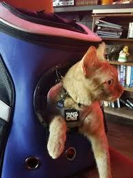 Too lazy to send an offer? Your Cat Backpack By Travel Cat The 1 Cat Travel Brand In The World