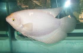Ikan Gurame Ciri Ciri Jenis Habitat Cara Budidaya