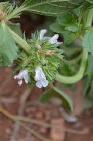 Image result for Acrotome inflata