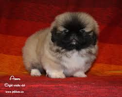 More than 5.000 printable coloring sheets. Colour And Markings In The Pekingese Colores Y Marcas En El Pekines Lion Dance Criadero De Pequines Pekingese Kennel
