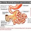 The small intestine connects the stomach and the large intestine. 1