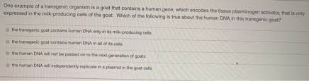 A transgenic organism is one that contains genes from other organisms. Solved One Example Of A Transgenic Organism Is A Goat Tha Chegg Com