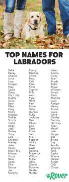 The chocolate coat appears with much the same tones as a bed of ashes, blending blue, silver, and brown to create the coat colors. The 112 Most Popular Labrador Retriever Names Of 2020 Cute Names For Dogs Labrador Dog Cute Puppy Names