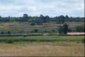 Image result for Otiophora pycnostachys