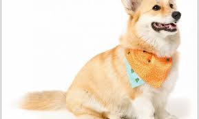 Try the craigslist app » android ios cl columbia, mo columbia, mo ames, ia bloomington, il cedar rapids chambana decatur, il des moines fayetteville, ar iowa city jonesboro joplin kansas city kirksville lake of ozarks lawrence manhattan mattoon peoria quad cities southeast ia southeast ks southeast mo southern il springfield springfield, il st. Corgi Puppies Az Craigslist