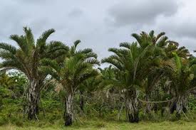 Image result for Raphia australis