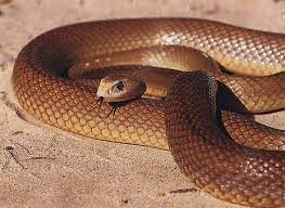 The Deadliest Snakes On Earth Greeningz Poisonous Snakes Inland Taipan Snake