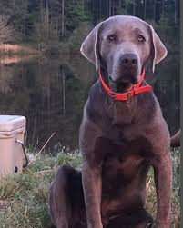 Our goal is to produce excellent quality healthy lab puppies that are well balanced and well socialized that have sound temperments and conform to the akc standard for the breed. Alabama Black Belt Silver Labs Home Facebook