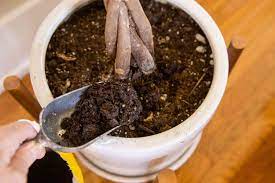 Never use garden soil, which is too dense for a potted plant. Potting Soil For Indoor And Container Plants