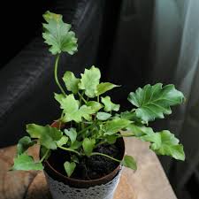 Thaumatophyllum Xanadu Syn Philodendron Xanadu Philodendron Xanadu Philodendron Winterbourn Thaumatophyllum Xanadu Uploaded By Tutik