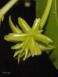 Image result for Tristellateia