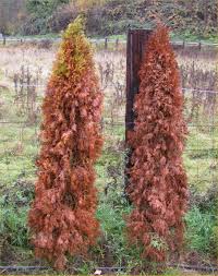 How to plant arborvitae trees. Arborvitae What You Need To Know Article