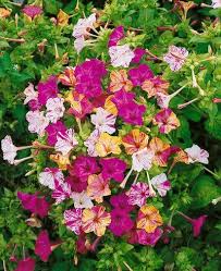 Four O Clock Flowers Marvel Of Peru Melhores Flores Ideias Para Jardim Jardim