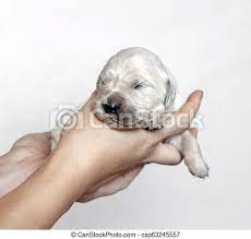 Download wallpapers golden retriever small fluffy puppy cute dog pets. Closeup Of Cute Fluffy Newborn Golden Retriever Puppy Holding In Hands On Light Background Canstock
