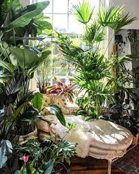 The Plant Doctor Is In Head Over To Igtv On Iplanteven To Find Out Hiltoncarter S Latest Plant Parenting Advice Im Garden Room Diy Plants Room With Plants