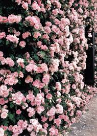 Theyallhateus Page 9 Con Immagini Bellissimi Fiori Fiori Parete Fiori