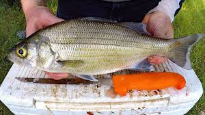 Affordable and search from millions of royalty free images, photos and vectors. Catch And Cook White Bass How To Catch White Bass Striper Fishing For White Bass Youtube
