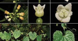 Image result for Zehneria scabra