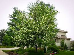 Washington hawthorn trees with white flowers in spring. Washington Hawthorn Trees For Sale Online The Tree Center