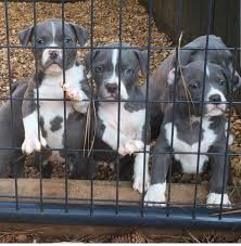I have 5 blue nose puppies for sale american pitbull terrier. Intelligent Blue Pitbull Puppies For Sale In Louisville Kentucky Classified Americanlisted Com