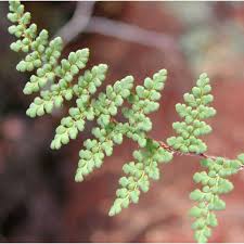 Image result for Pteridaceae