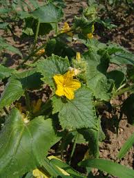 Image result for Eureiandra sp. A