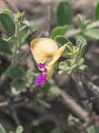 Image result for Polygala erioptera