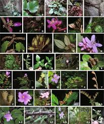 Image result for Ochthocharis