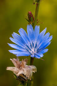 Pin On Flora And Fauna