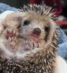 Check spelling or type a new query. Hedgehog Gifs Get The Best Gif On Giphy