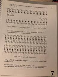 It allows something called complementary base the base in the two strands always forms a specific base pairs. 2 Figure 7 16 Shows A Dna Molecule That Is To Be Chegg Com
