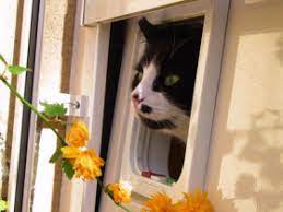 Die größe der wohnung spielt bei der haltung von katzen nur eine untergeordnete rolle. Katzenhaltung In Der Wohnung Was Ist Gemass Mietrecht Erlaubt