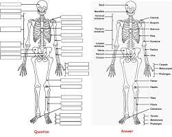Skeleton Anatomy Coloring Pictures Label Question And Answer Anatomy Coloring Book Anatomy Bones How To Study Anatomy