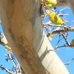 Image result for Ochna pulchra