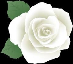 صورة وردة بيضاء