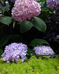 下雨天别人家的绣球花你们也太会种花了吧hydrangea