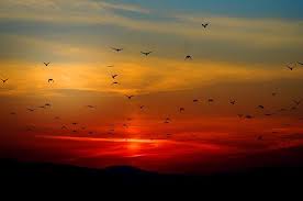 Birds Flying In The Sky Sunset Flying Into The Setting Sun Sunset Photos Sunset Nature Photography