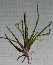 Image result for Wiesneria