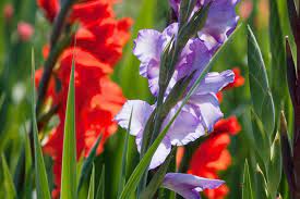 Check spelling or type a new query. Gladiolus How To Plant Grow And Care For Gladiolus Flowers The Old Farmer S Almanac