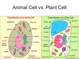 1 plant and animal cells. Animal Cell And Plant Cell Drawing Easy Novocom Top