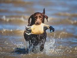 Excelab Aile Bleue Quick In 2020 Dogs Animals Chewbacca
