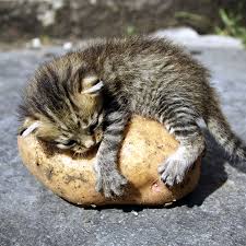You might have asked this question to yourself many times. Can Cats Eat Potatoes How About Sweet Potatoes Catster