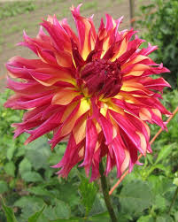 Dahlia Vista Minnie Vista Minnie Dahlia Gardens Flowers Pinterest Dahlia Flower Dahlias Garden Beautiful Flowers