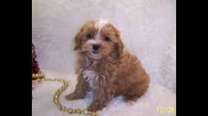 Updated information, more pics, and videos,. Apricot Maltipoo Puppies For Sale Youtube