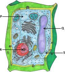 We did not find results for: Download Image Showing Parts Of Plant Cells Carry Out Photosynthesis Plant Cell Full Size Png Image Pngkit