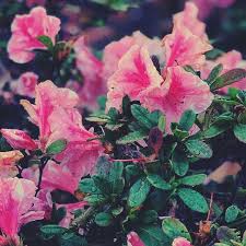 Azalea Meaning Find Out The Origin And The Meanings Of This Flower